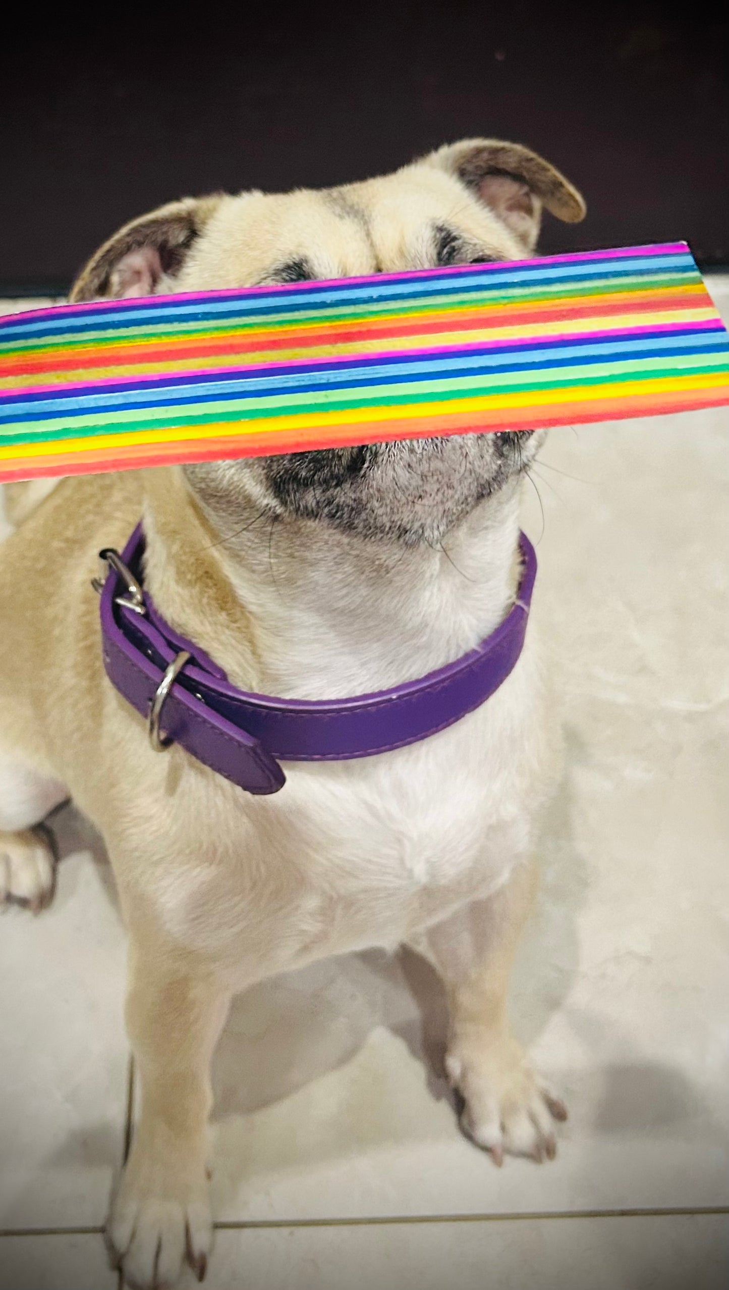 "THE FAREWELL RAINBOW"